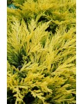 Можжевельник горизонтальный Лаймглоу | Ялівець горизонтальний Лаймглоу | Juniperus horizontalis Limeglow